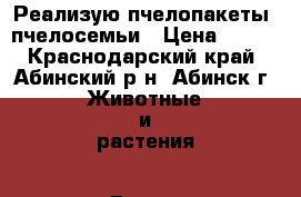 Реализую пчелопакеты, пчелосемьи › Цена ­ 900 - Краснодарский край, Абинский р-н, Абинск г. Животные и растения » Другие животные   . Краснодарский край